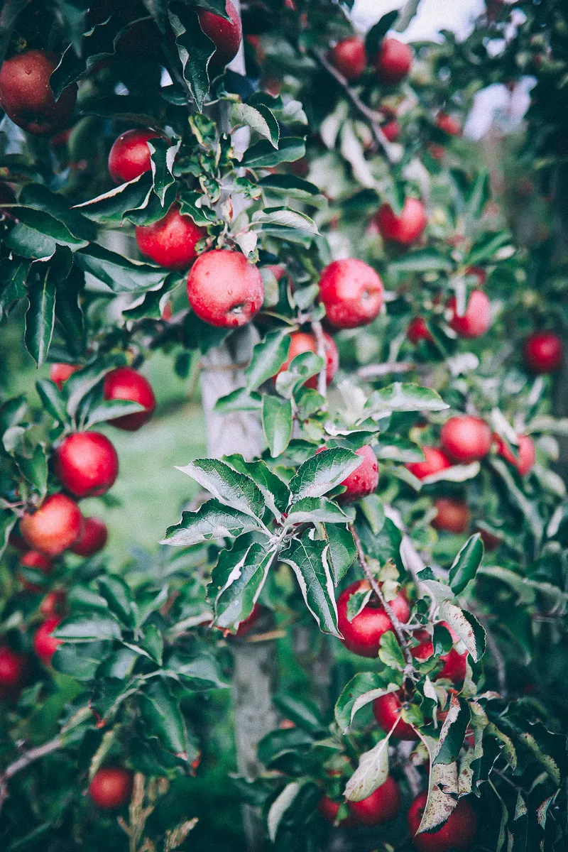 Ein Korb voller Red Jonaprince Äpfel im Alten Land