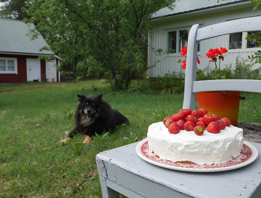 Ein liebenswerter Hund blickt neugierig auf die angerichtete Erdbeertorte am Tisch