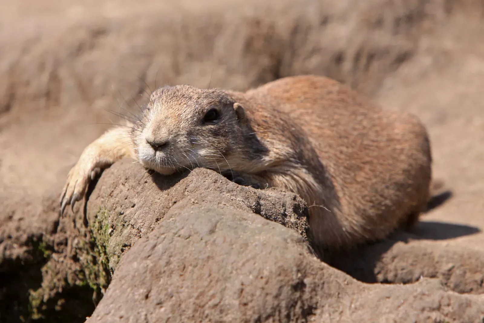 Ein Präriehund genießt die Sonne vor seinem Bau.
