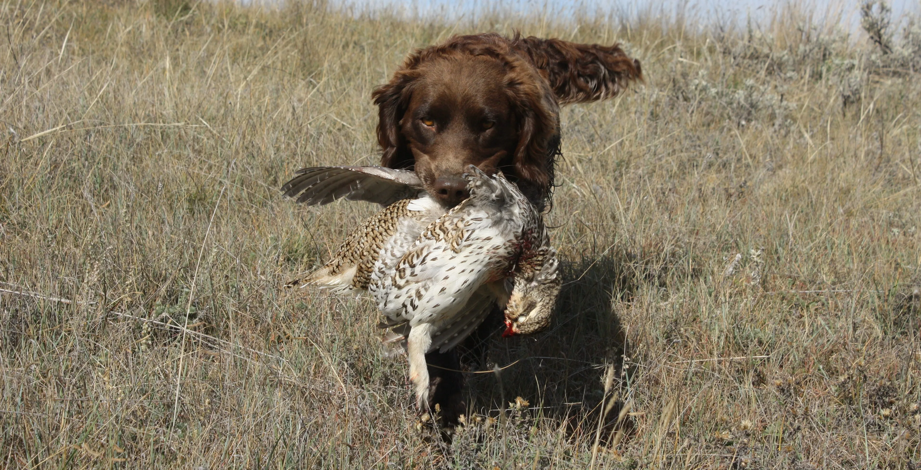 Ein Wachtelhund ist sowohl ein fleißiger Jäger als auch ein großartiger Familienhund