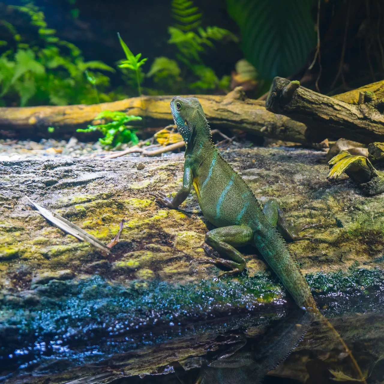 Eine farbenfrohe Echse sitzt auf einem Ast