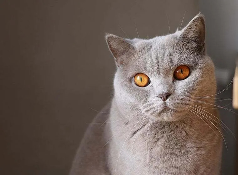 Eine Kartäuser Katze mit charakteristischem blaugrauem Fell und gelben Augen