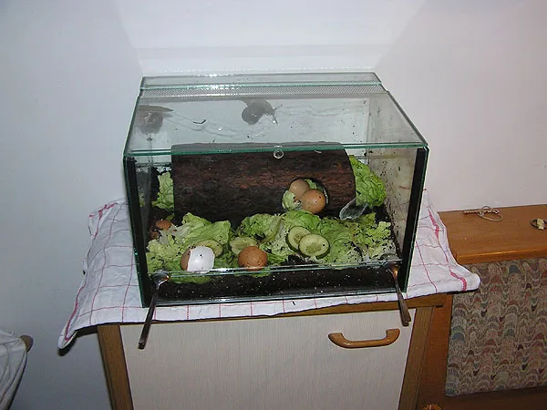 Eine Lösung für ausreichende Sauerstoffversorgung