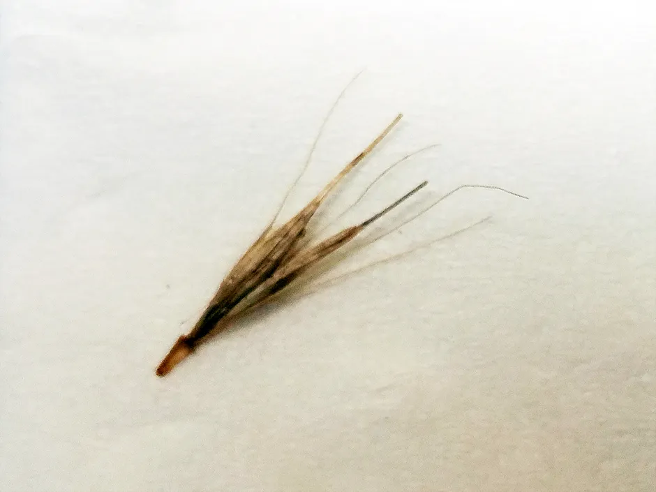 Eine scharfkantige Granne, die sich leicht in Fell und Haut von Haustieren verfangen kann