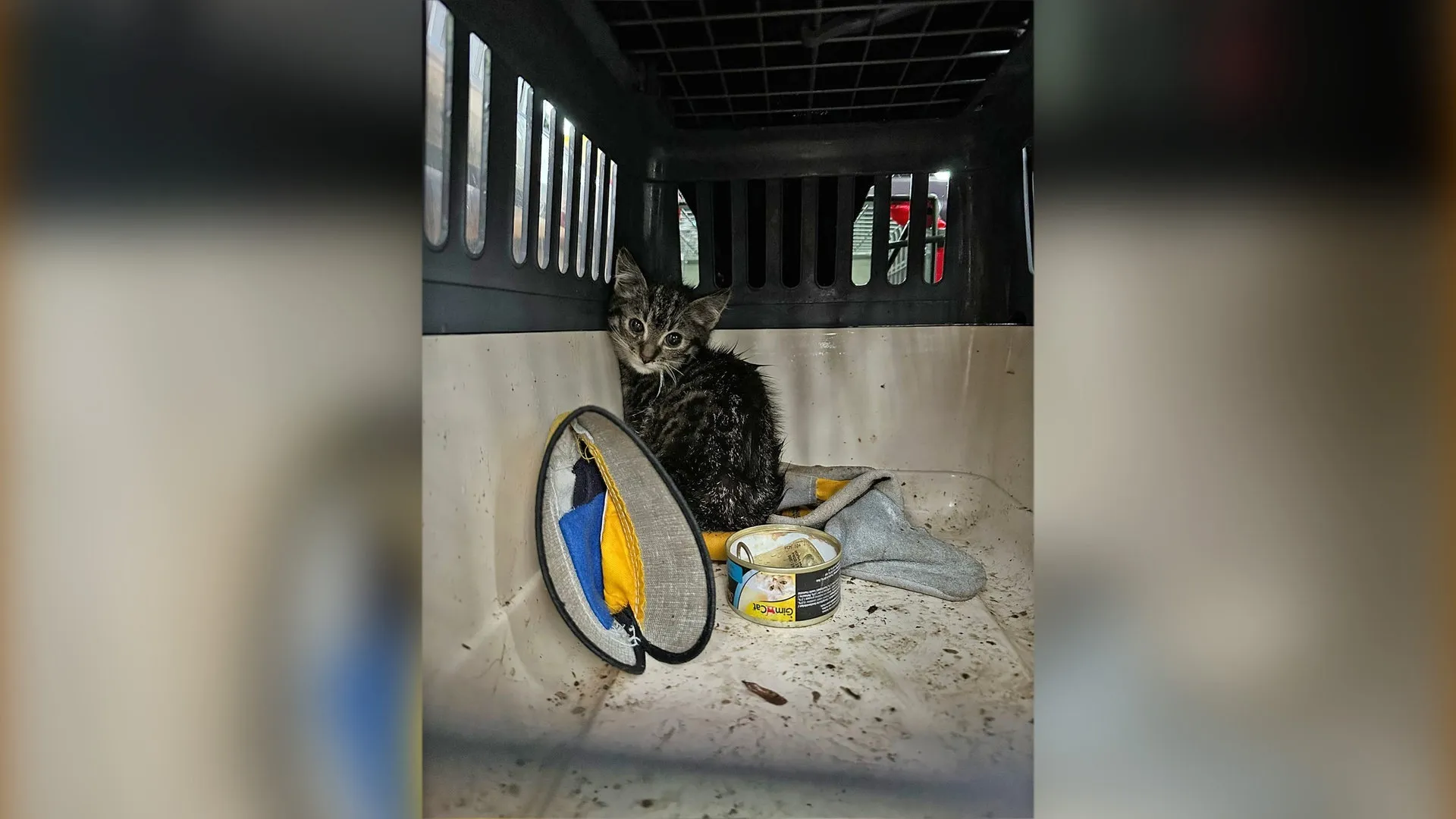 Endlich in Sicherheit: In der Eifel sind Kitten gerettet worden. Sie wurden offenbar ausgesetzt.