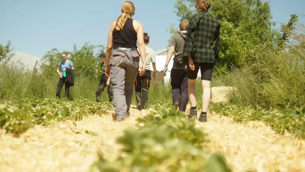 FÖJ-Teilnehmende bei der Arbeit in der Landwirtschaft