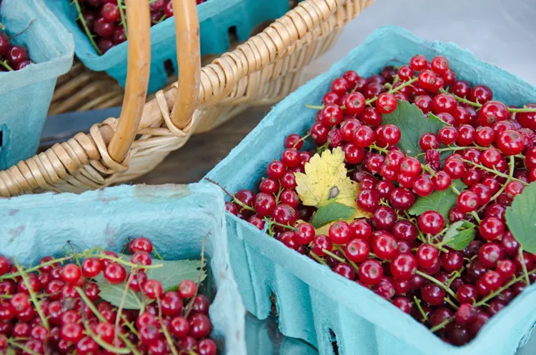 Frisch geerntete rote Johannisbeeren in einem Korb