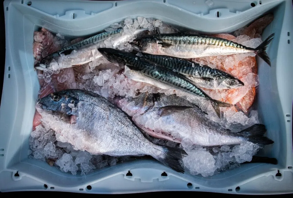 Frischer Fisch wird auf Eis präsentiert und gekühlt