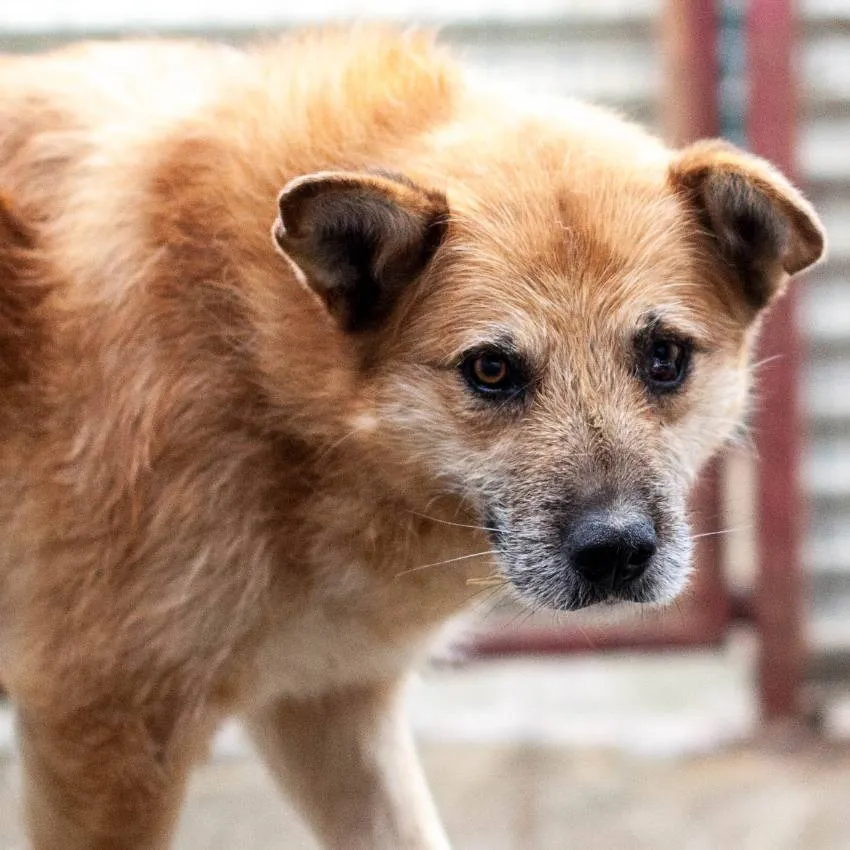 Grafik einer Dauerspende zur Unterstützung von Tieren