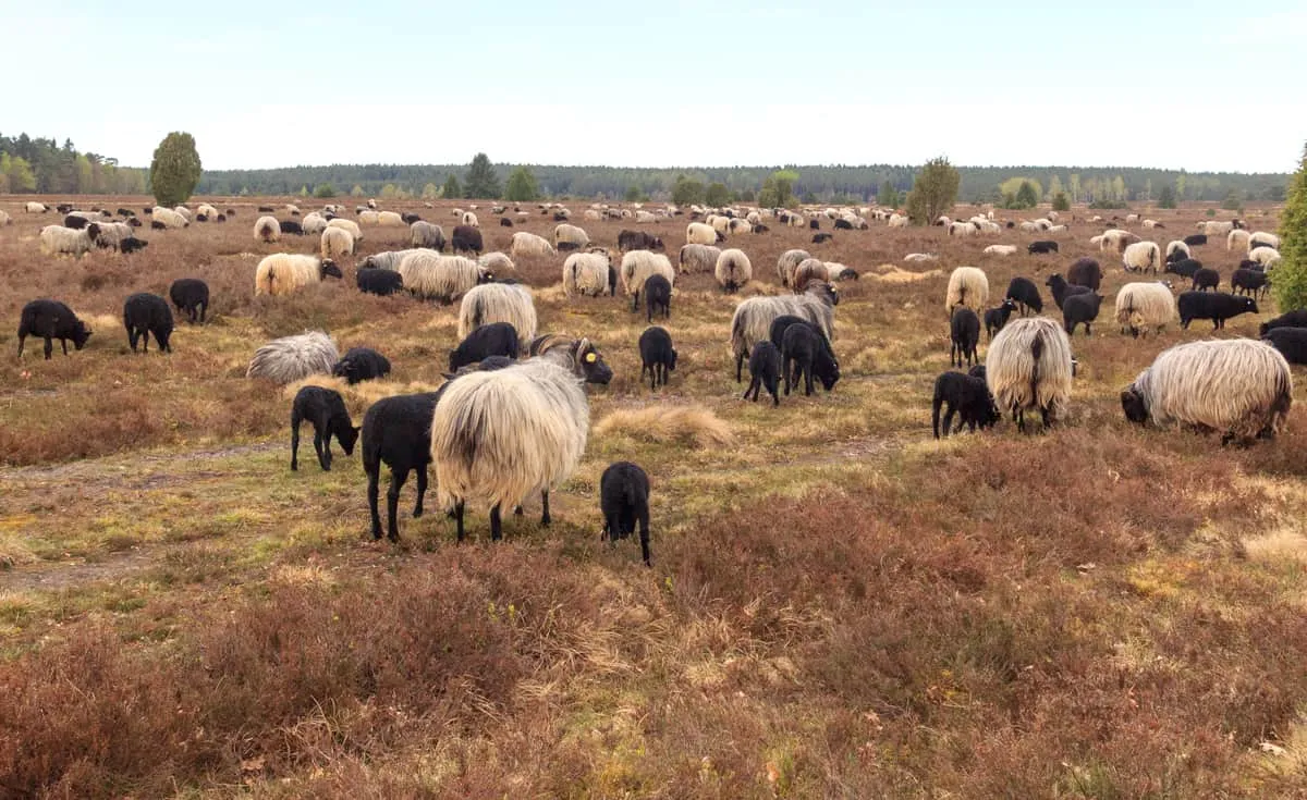Heidschnucken in der Lüneburger Heide
