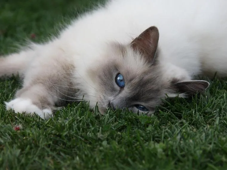 Heilige Birma sitzt entspannt