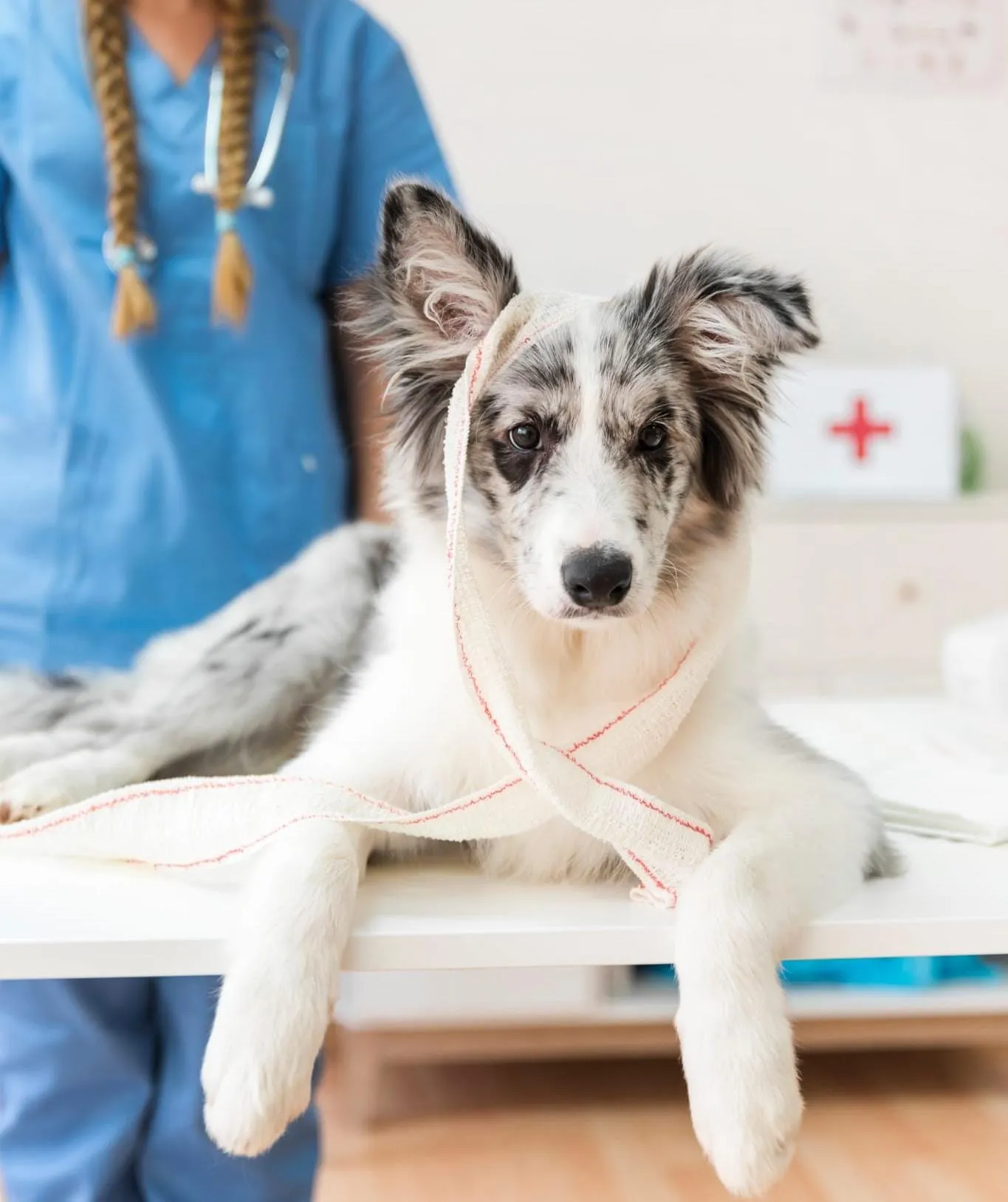 Hund beim Medical Training für entspannte Tierarztbesuche