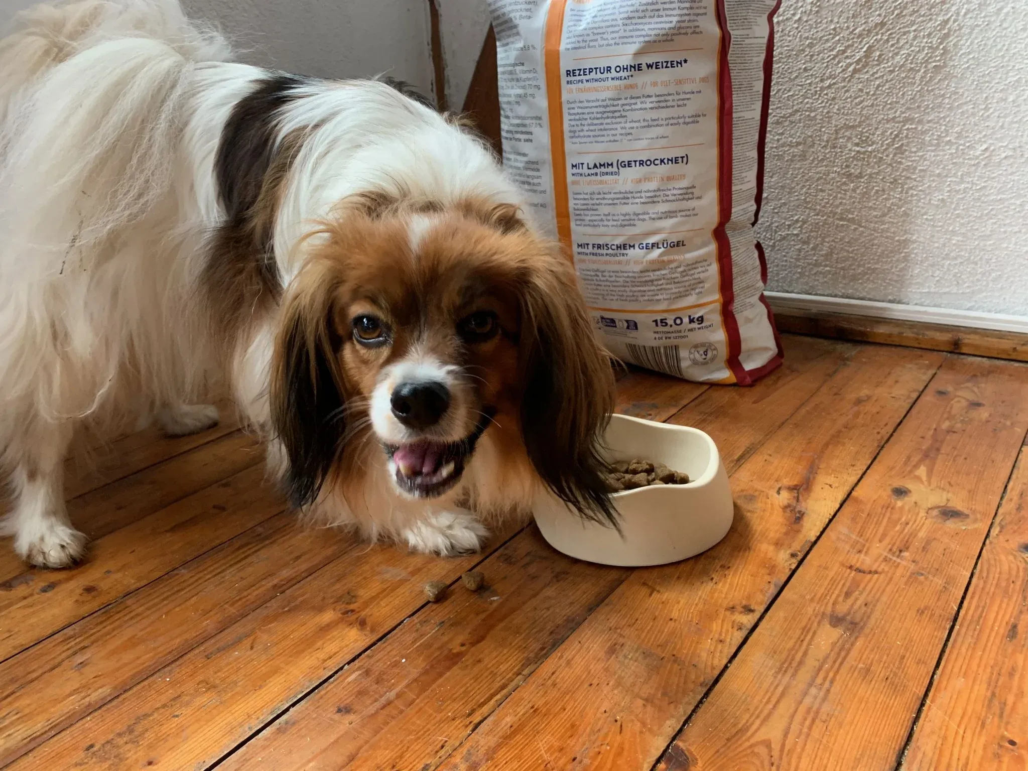 Hunde beim Praxistest von Bosch Hundefutter