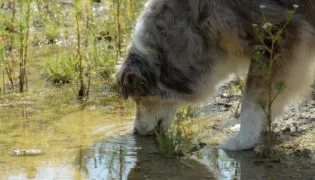Hunde können mit Giardien infiziert werden, wenn sie aus Pfützen trinken.