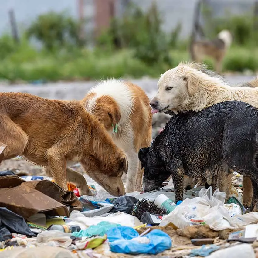Hunderte von Straßenhunden leben auf der Mülldeponie in Xanthi