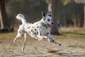 Junger langhaariger Dalmatiner spielt