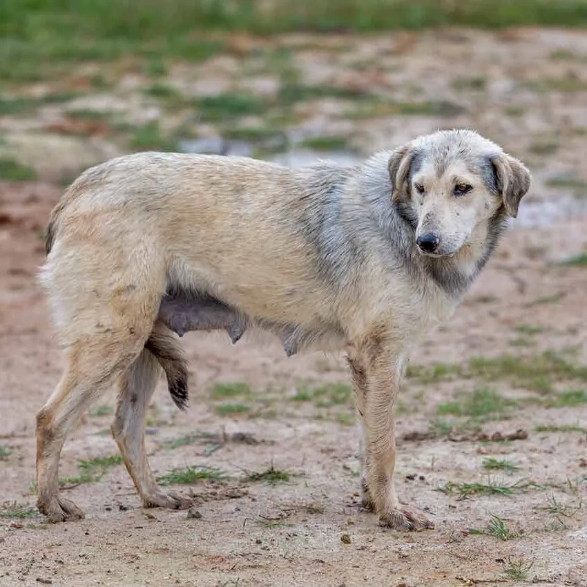 Kastration eines Hundes auf der Mülldeponie