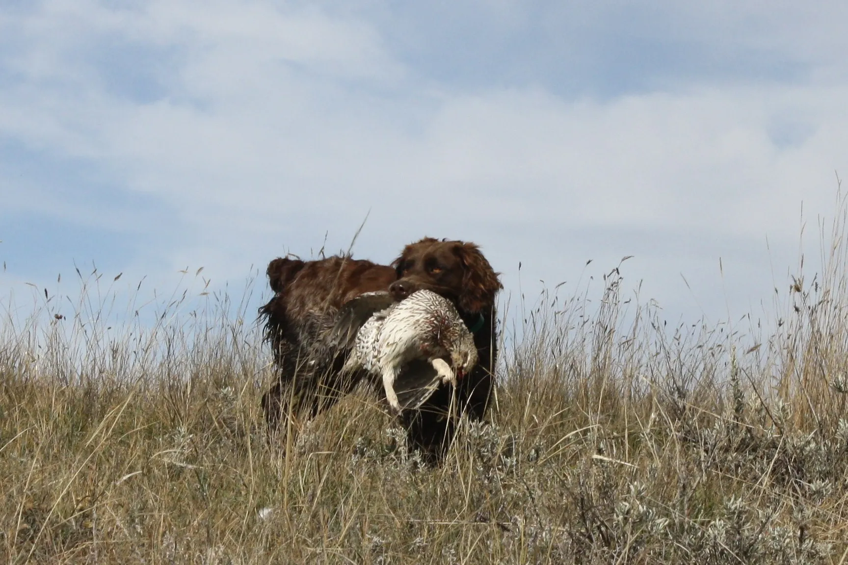 Kleine und starke Wachtelhunde sind im Feld sehr leistungsfähig