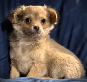 Langhaar Chihuahua Welpen suchen ein Zuhause