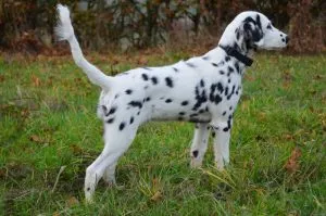 Langhaariger Dalmatiner im Alter von 17 Wochen