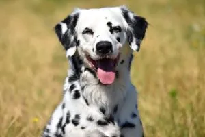 Langhaariger Dalmatiner in Bewegung