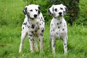 Langhaariger Dalmatiner mit deutlichen Punkten