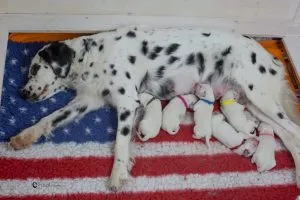 Langhaariger Dalmatiner mit gewelltem Fell