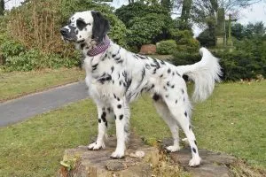 Langhaariger Dalmatiner mit Unterwolle