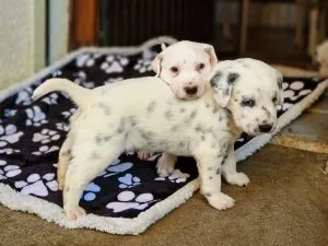 Langhaariger Dalmatiner Welpe im Alter von einem Monat
