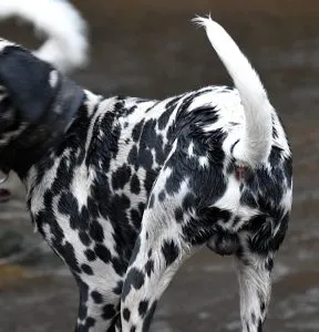 Langhaarträger Dalmatiner mit dichterem Fell