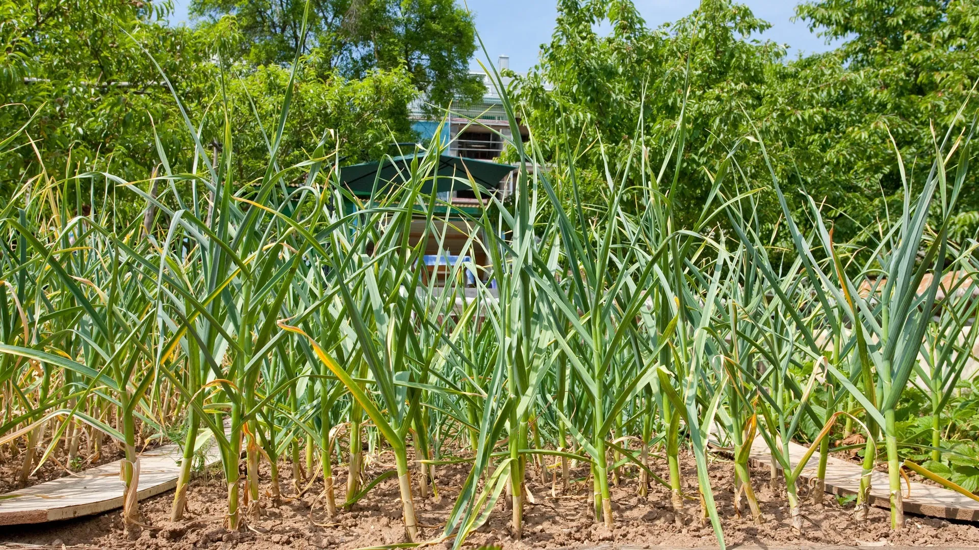 Lauch oder auch Porree kann fast das ganze Jahr über geerntet werden.