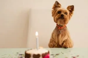 Laut Mietrecht benötigen Mieter für Kleintiere keine Zustimmung; Yorkshire Terrier können unter Umständen dazugehören