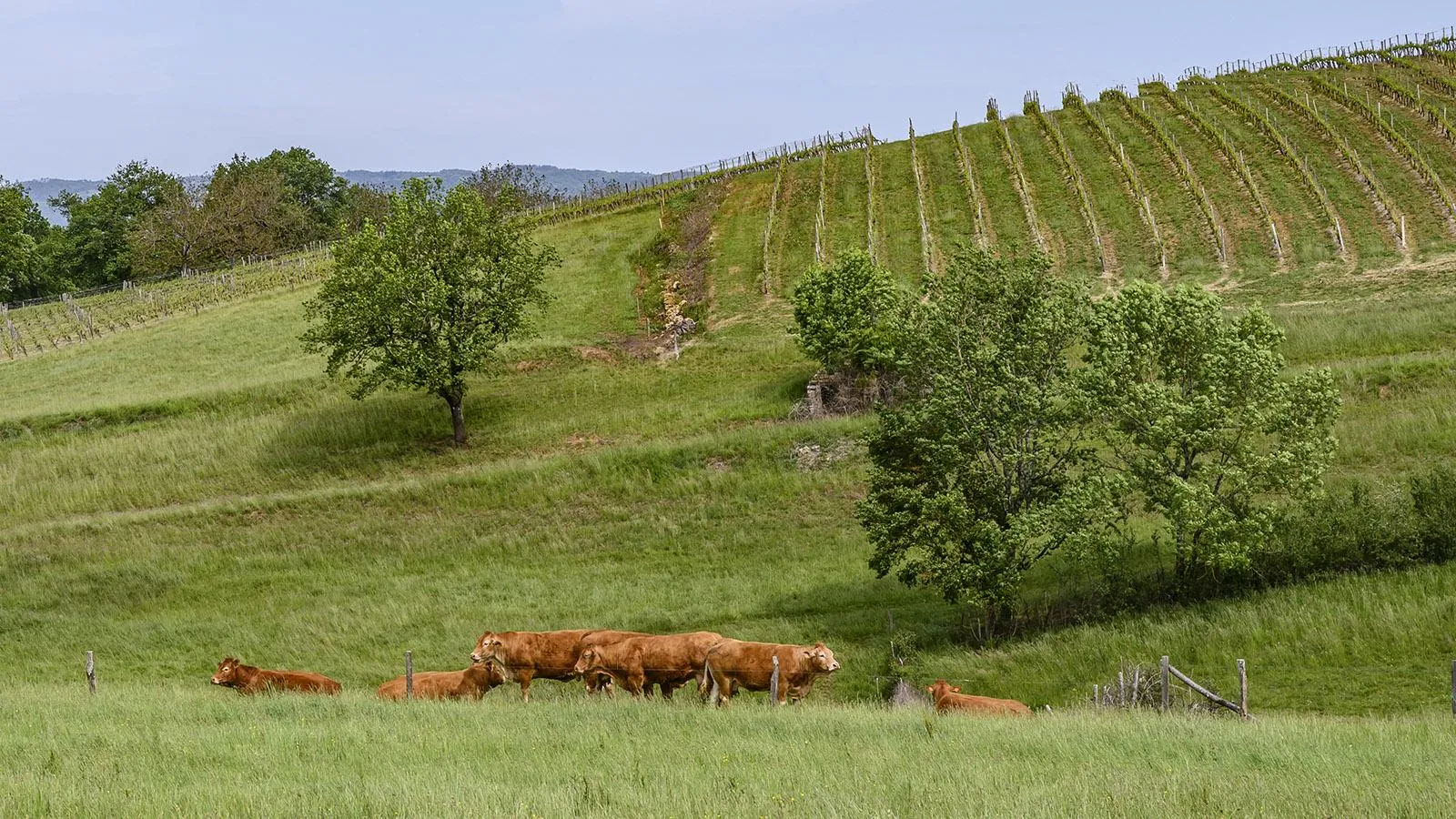 Limousin-Rinder grasen neben dem Vin-paillé-Weinberg von Queyssac