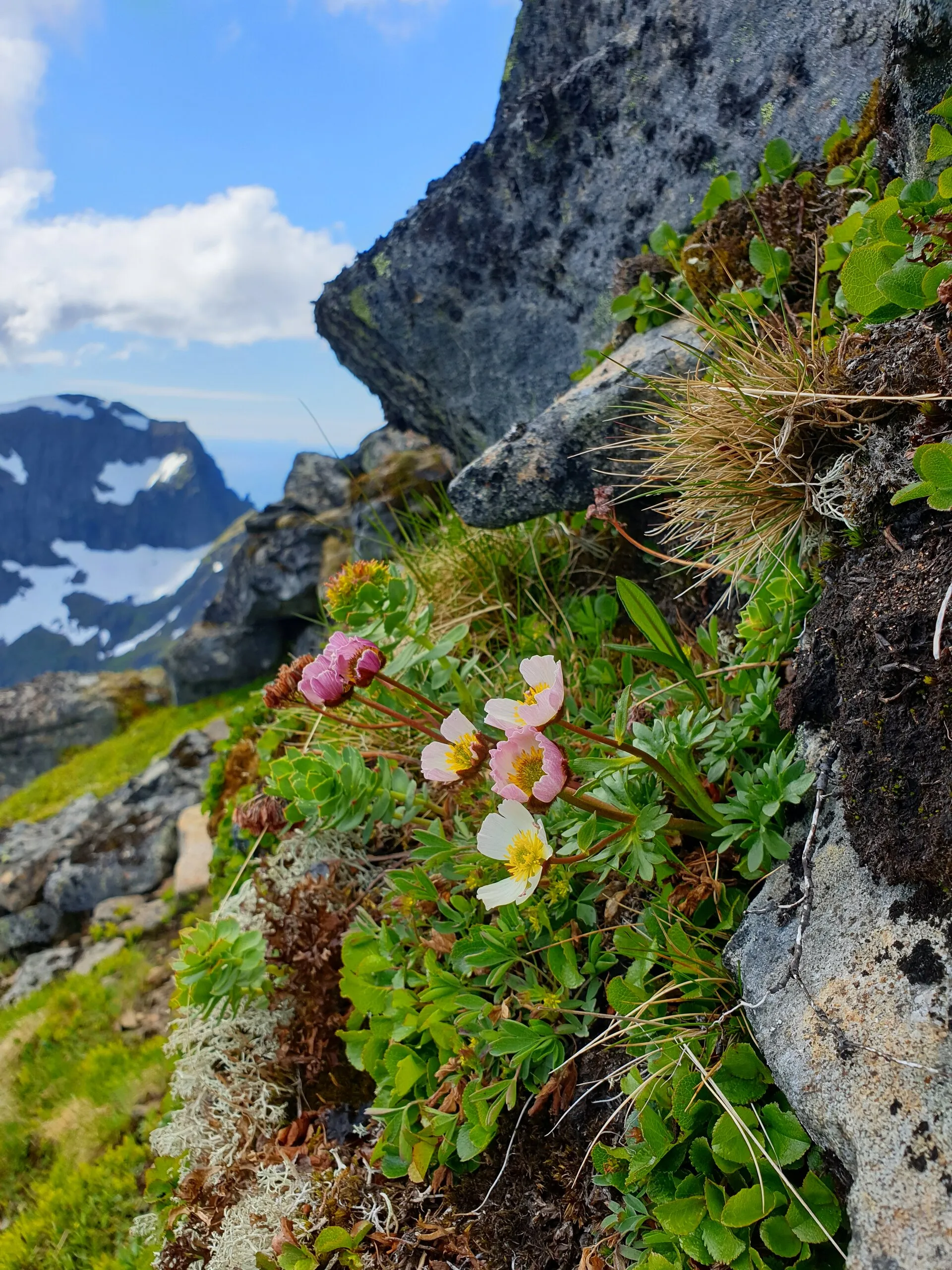 Lofotens ungezähmte Schönheit, Berge und Meer