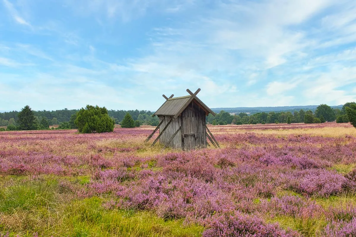 Luftaufnahme der Lüneburger Heide, Deutschland