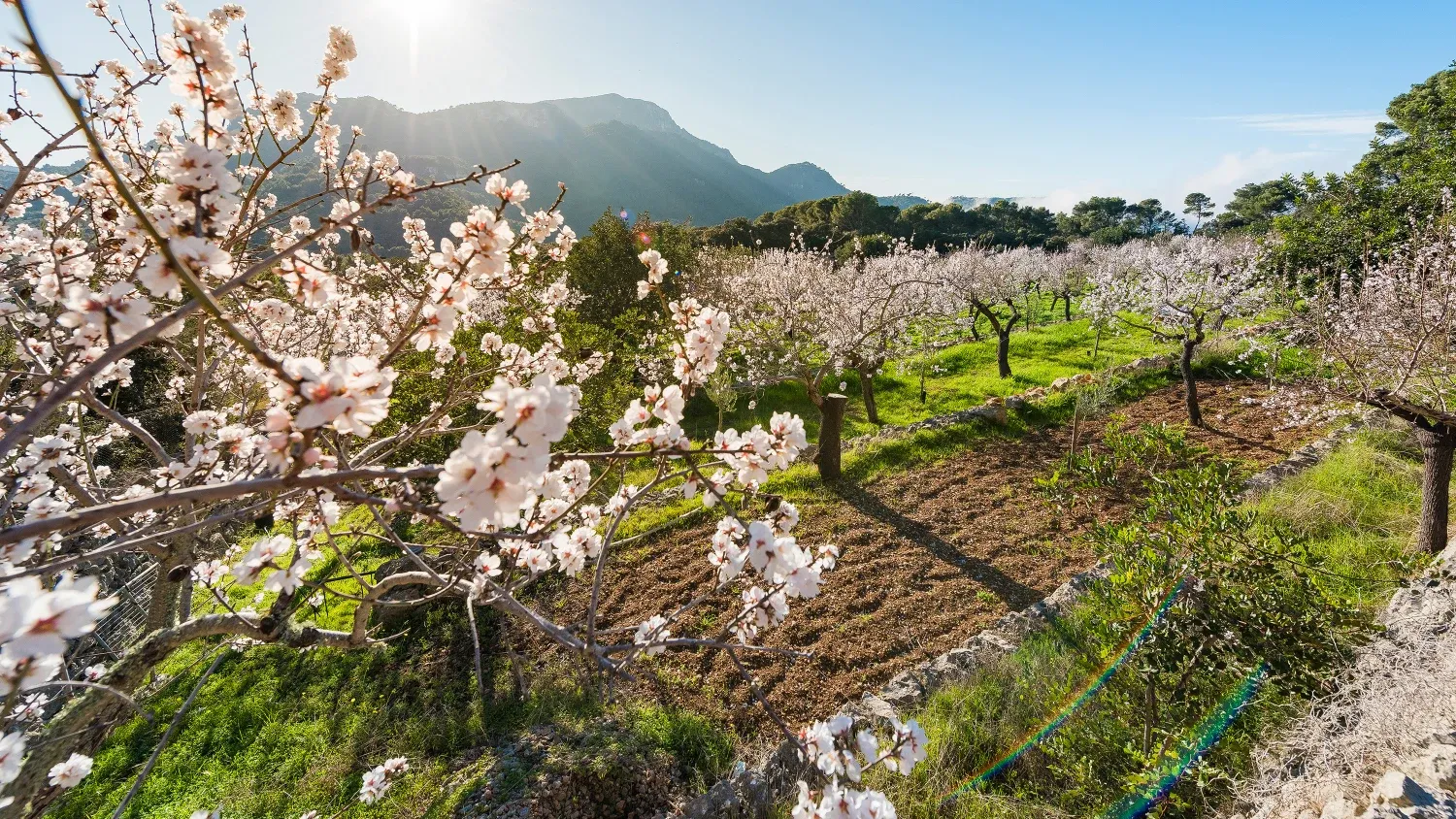 Mandelblüte in der Sierra de Tramuntana auf Mallorca