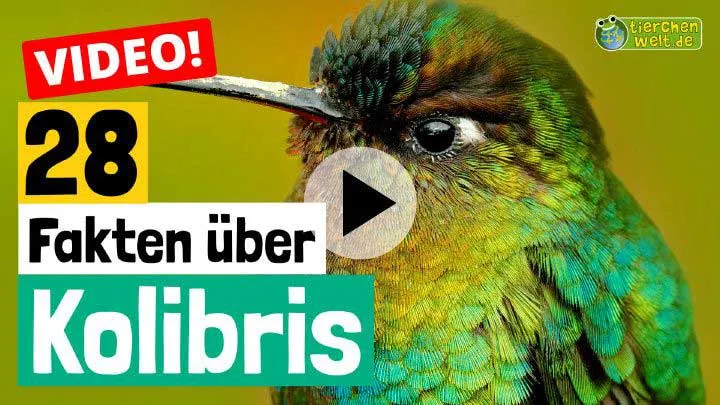 Nahaufnahme eines Kolibris beim Nektartrinken