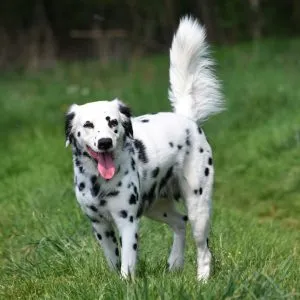Nahaufnahme eines langhaarigen Dalmatiners