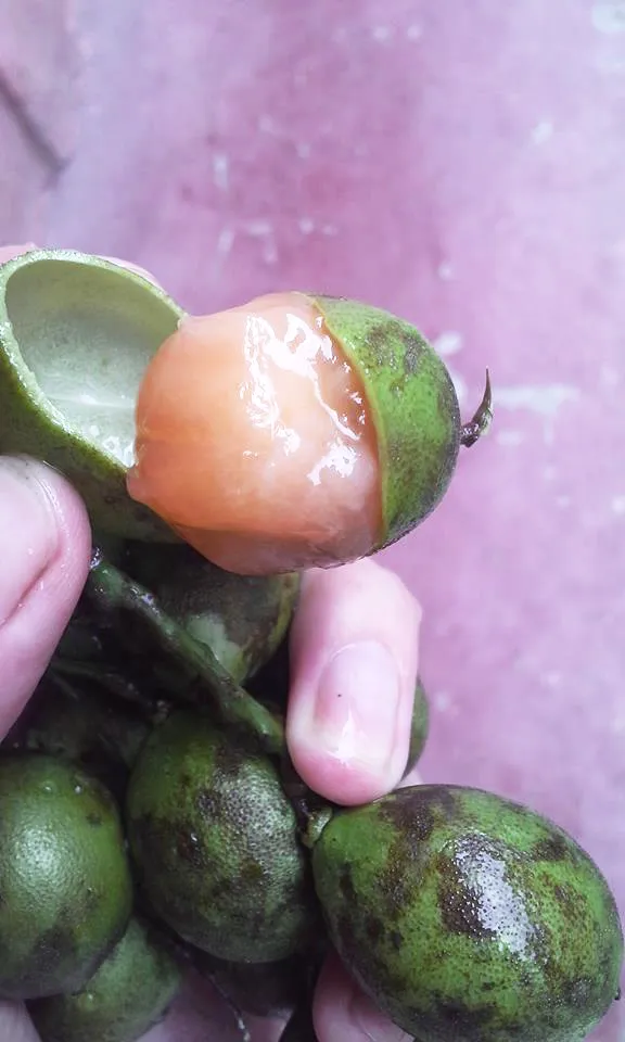 Nahaufnahme von mehreren Momones-Früchten mit grüner Schale