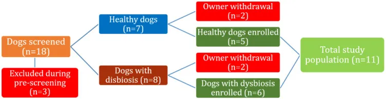 Patientenfluss der Studie: Screening und Auswahl der Hunde