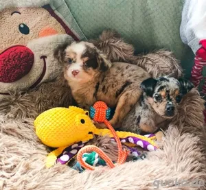 Pinscher Chihuahua Mix Welpen suchen ein Zuhause