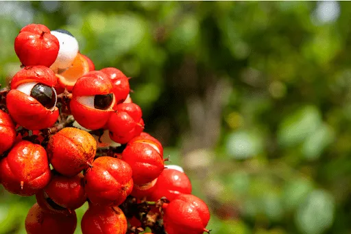 Reife Guarana-Beeren mit schwarzen Samen ähneln menschlichen Augen