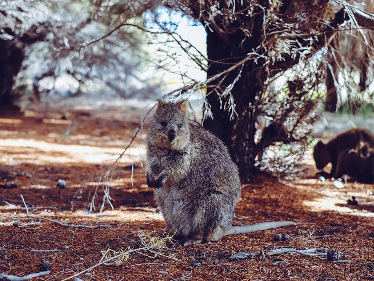 Rottnest Island an der Küste Westaustraliens