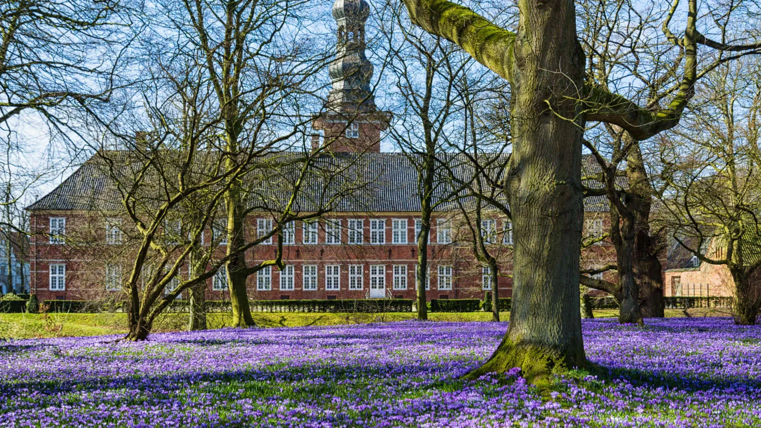 Schloss Husum im Frühling, umgeben von einem Meer aus Krokussen