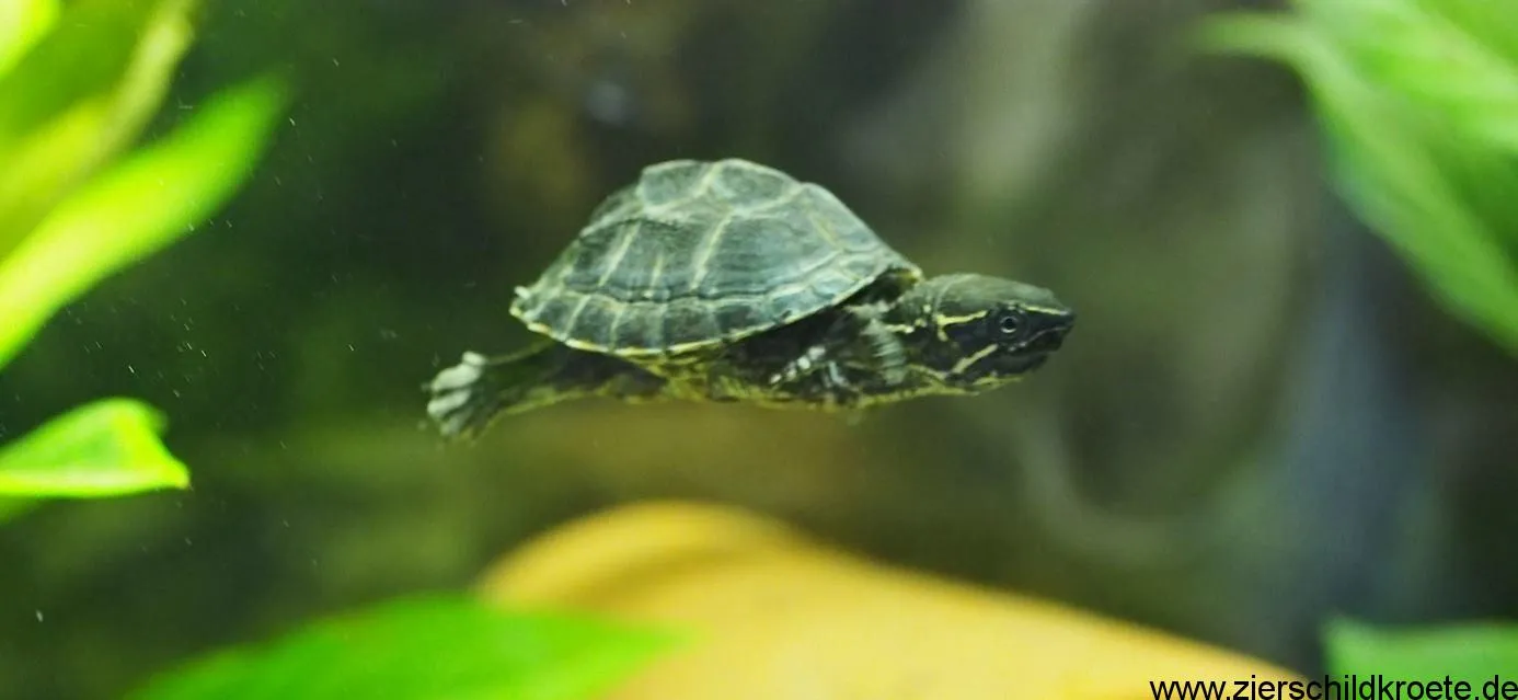 Schwimmende Gewöhnliche Moschusschildkröte im Aquarium
