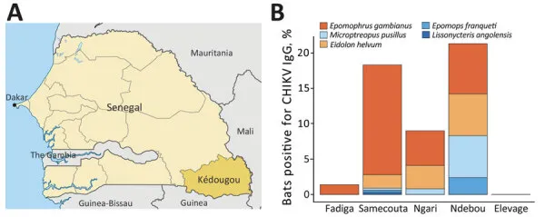 Serologische Untersuchung von CHIKV in der Region Kédougou, Senegal. A) Lage der Region. B) Anteil positiv getesteter Fledermäuse nach Art und Fangort.