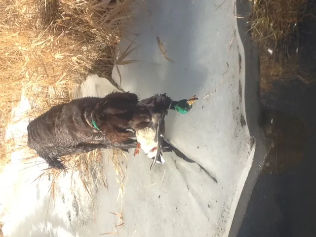 Sie sind auch großartige Wasserhunde