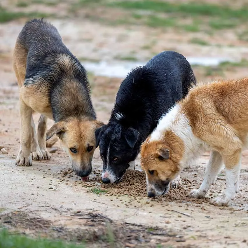 Straßenhunde fressen gemeinsam Futter auf der Mülldeponie