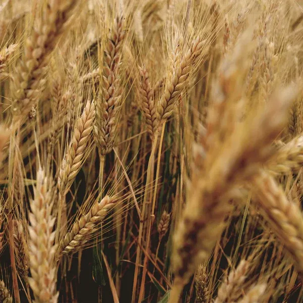 Stroh-Feld (Ballaststoffe)