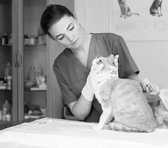 Tierärztin bei der Behandlung einer Katze